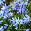 scilla